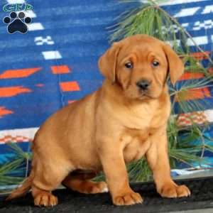 Krissy, Fox Red Labrador Retriever Puppy