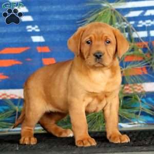 Krissy, Fox Red Labrador Retriever Puppy