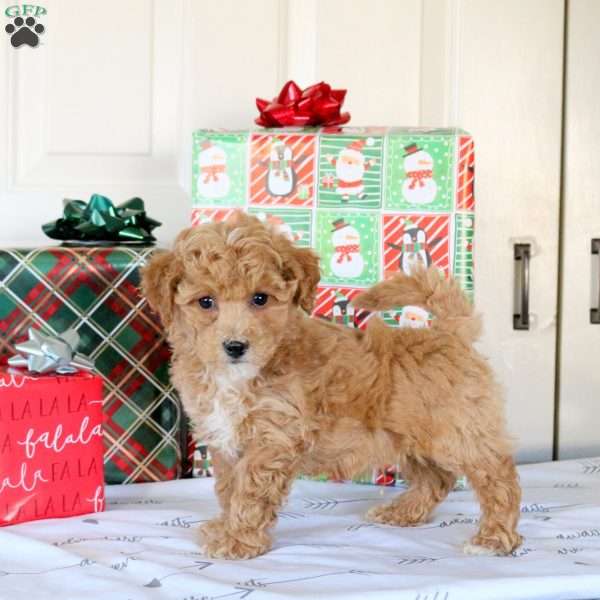 Kristopher, Bich-Poo Puppy