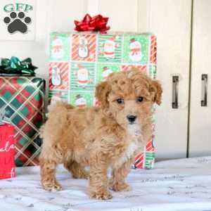 Kristopher, Bich-Poo Puppy