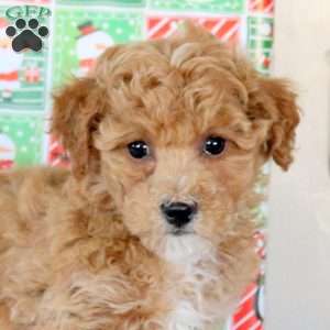 Kristopher, Bich-Poo Puppy