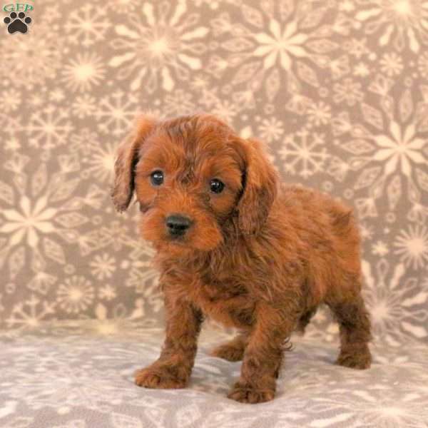 Kristy, Cavapoo Puppy