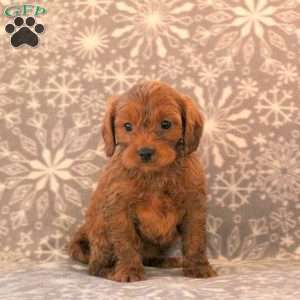 Kristy, Cavapoo Puppy