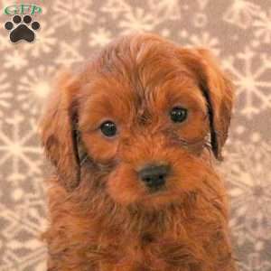 Kristy, Cavapoo Puppy