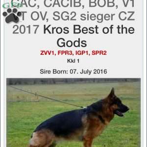 Hank, German Shepherd Puppy