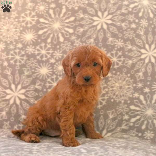Kyle, Cavapoo Puppy