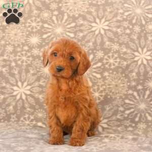 Kyle, Cavapoo Puppy