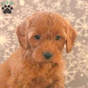Kyle, Cavapoo Puppy