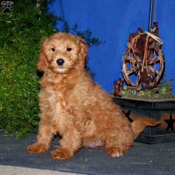 Kyle, Goldendoodle Puppy
