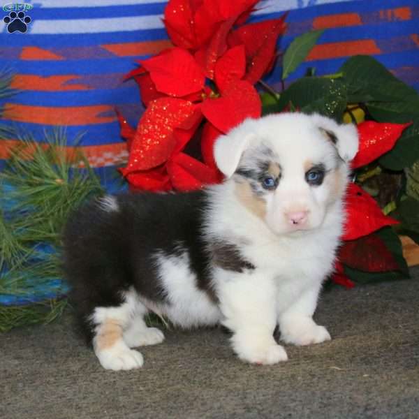 Kyle, Pembroke Welsh Corgi Puppy