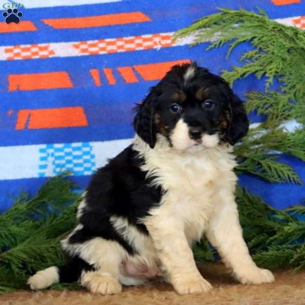 Kyle, Miniature Bernese Mountain Dog Puppy