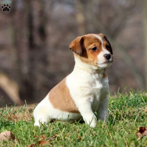 Kyle, Fox Terrier Mix Puppy