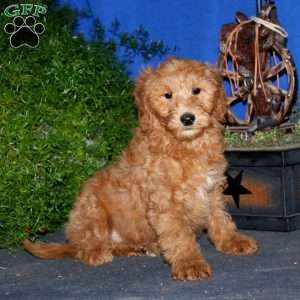 Kyle, Goldendoodle Puppy
