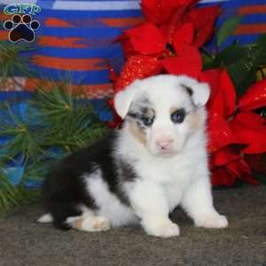 Kyle, Pembroke Welsh Corgi Puppy