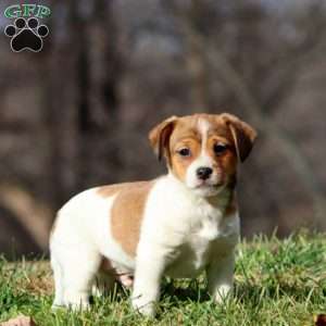 Kyle, Fox Terrier Mix Puppy