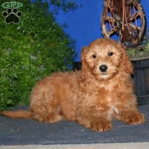 Kyle, Goldendoodle Puppy