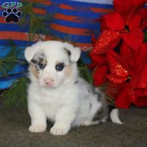 Kyle, Pembroke Welsh Corgi Puppy