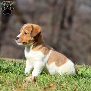 Kyle, Fox Terrier Mix Puppy