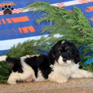 Kyle, Miniature Bernese Mountain Dog Puppy