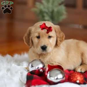 Kylie, Golden Retriever Puppy