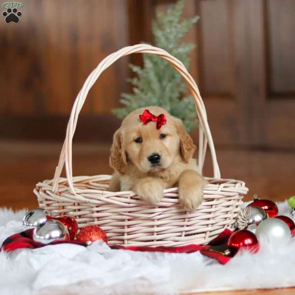 Kylie, Golden Retriever Puppy