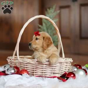 Kylie, Golden Retriever Puppy