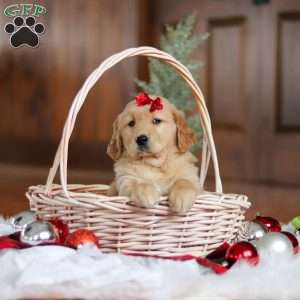 Kylie, Golden Retriever Puppy