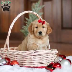 Kylie, Golden Retriever Puppy