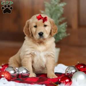 Kylie, Golden Retriever Puppy