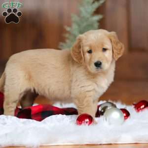 Kylie, Golden Retriever Puppy
