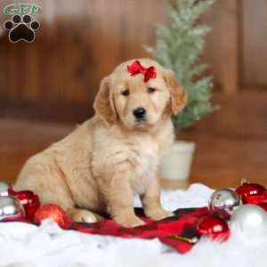Kylie, Golden Retriever Puppy
