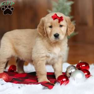 Kylie, Golden Retriever Puppy