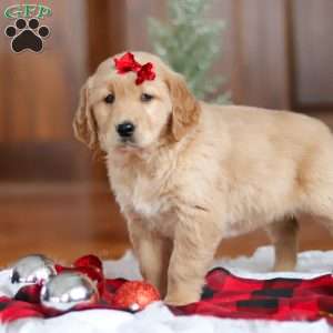 Kylie, Golden Retriever Puppy