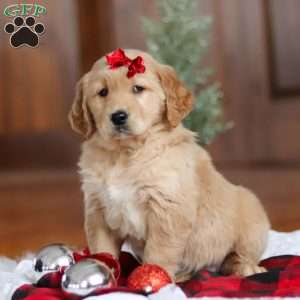 Kylie, Golden Retriever Puppy
