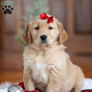 Kylie, Golden Retriever Puppy