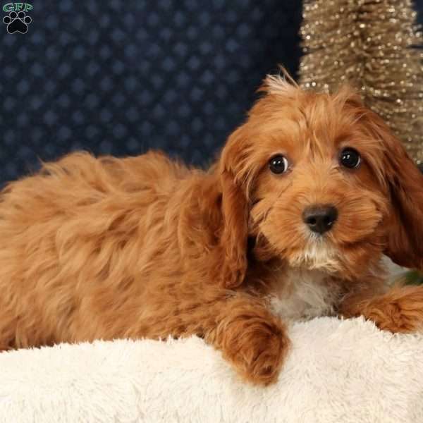 Kylie, Cavapoo Puppy
