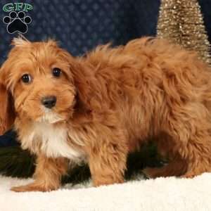 Kylie, Cavapoo Puppy