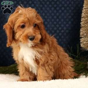 Kylie, Cavapoo Puppy
