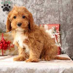 Kylie, Cavapoo Puppy