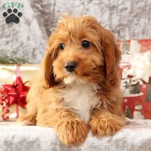 Kylie, Cavapoo Puppy