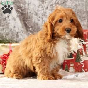 Kylie, Cavapoo Puppy