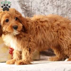 Kylie, Cavapoo Puppy
