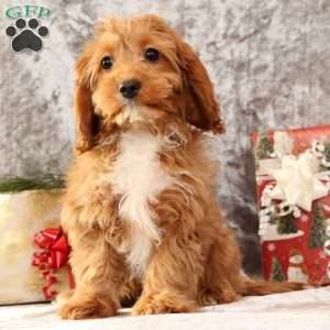 Kylie, Cavapoo Puppy