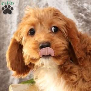 Kylie, Cavapoo Puppy