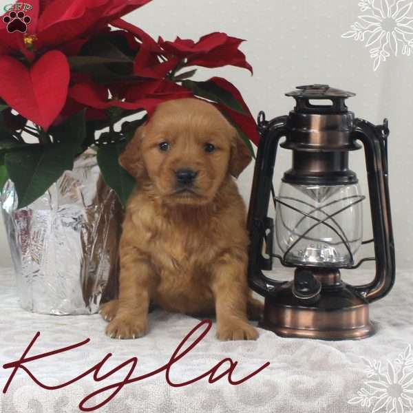 Kyla, Golden Retriever Puppy