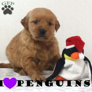 Kyla, Golden Retriever Puppy