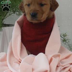 Kyla, Golden Retriever Puppy