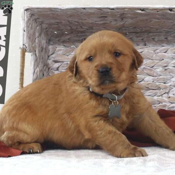 Oscar, Golden Retriever Puppy