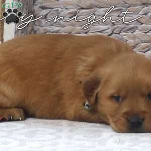 Oscar, Golden Retriever Puppy