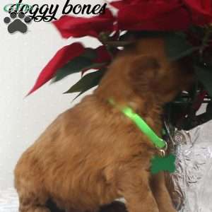 Rudy, Golden Retriever Puppy